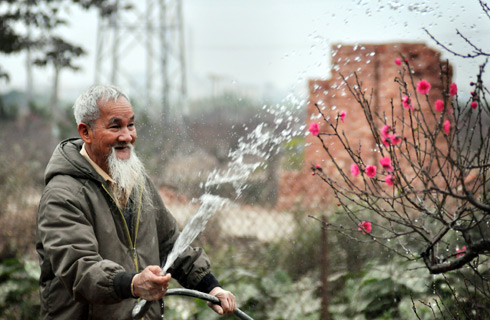 Đ&agrave;o cổ thụ, h&agrave;ng độc v&agrave; đắt 17