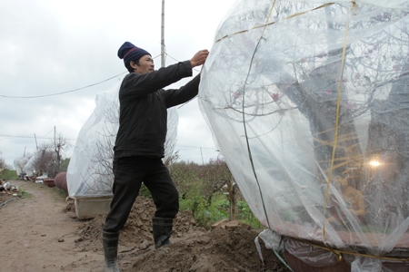 Đ&agrave;o cổ thụ, h&agrave;ng độc v&agrave; đắt 13