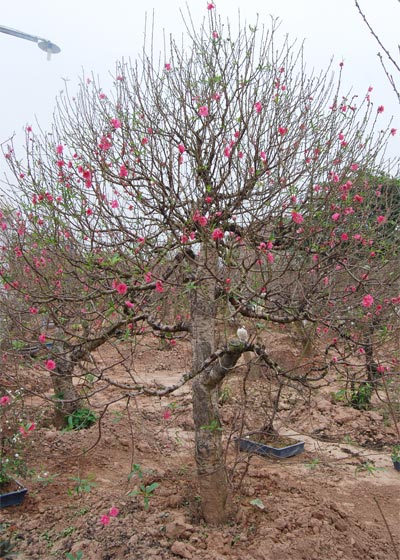 Đ&agrave;o cổ thụ, h&agrave;ng độc v&agrave; đắt 1