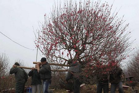 Đ&agrave;o cổ thụ, h&agrave;ng độc v&agrave; đắt 16