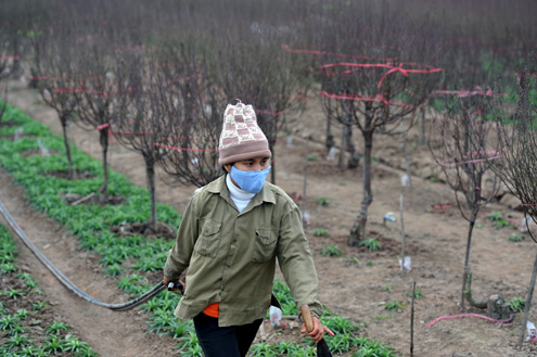 Đ&agrave;o cổ thụ, h&agrave;ng độc v&agrave; đắt 11