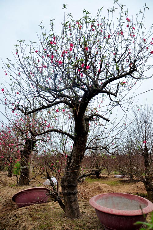 Đ&agrave;o cổ thụ, h&agrave;ng độc v&agrave; đắt 2