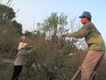 Đ&agrave;o cổ thụ, h&agrave;ng độc v&agrave; đắt 12