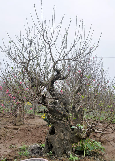 Đ&agrave;o cổ thụ, h&agrave;ng độc v&agrave; đắt 4