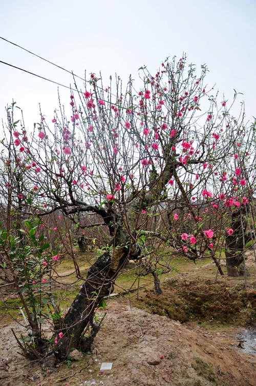 Đ&agrave;o cổ thụ, h&agrave;ng độc v&agrave; đắt 5