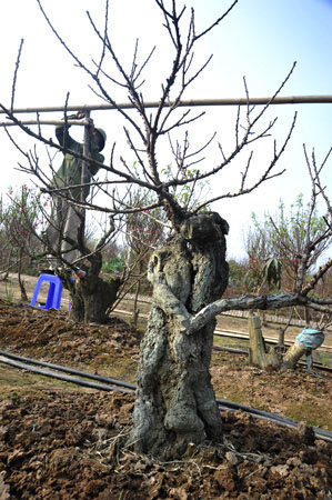 Đ&agrave;o cổ thụ, h&agrave;ng độc v&agrave; đắt 7