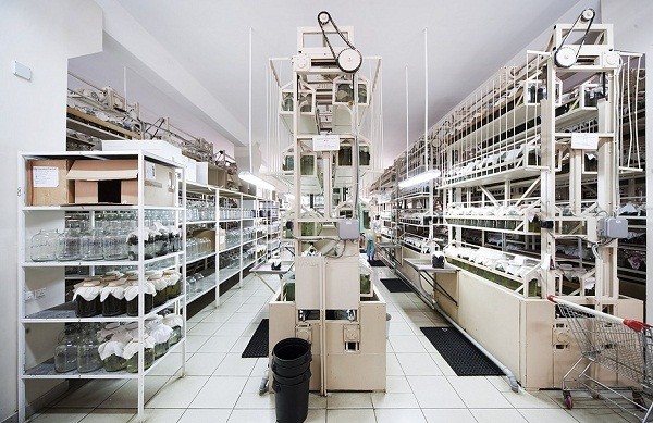 Th&aacute;m th&iacute;nh nh&agrave; m&aacute;y chuy&ecirc;n "chăn nu&ocirc;i" đỉa 9