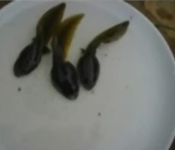 Ngậm 3 con n&ograve;ng nọc sống v&igrave; muốn mang l&ecirc;n m&aacute;y bay 1