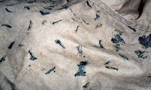 Nhiều nghi vấn về &ldquo;sinh vật lạ&rdquo; trong quần &aacute;o 1