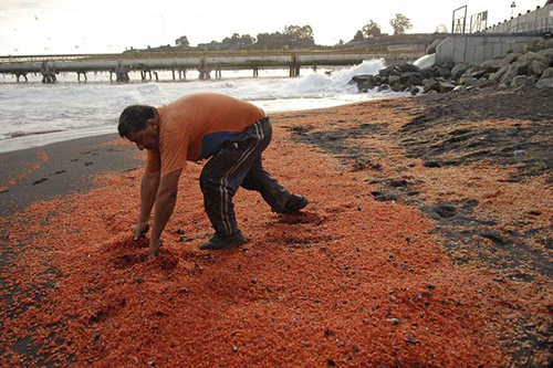 X&aacute;c t&ocirc;m nhuộm đỏ b&atilde;i biển  1