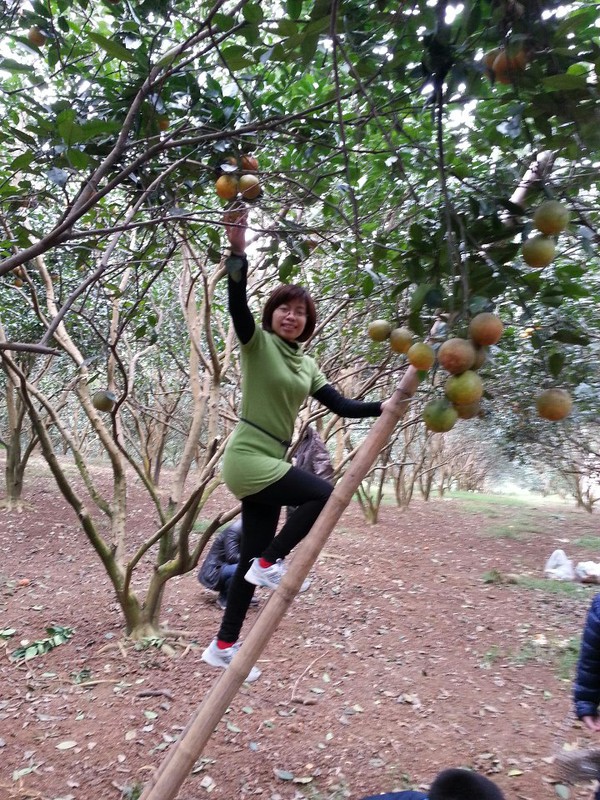 Mua cam Việt &ldquo;trộn&rdquo;  cam Trung Quốc 1