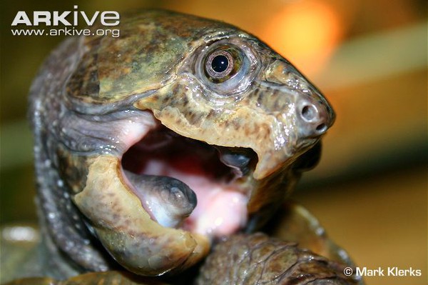 R&ugrave;a qu&aacute;i dị "đầu voi đu&ocirc;i chuột" kh&aacute;t m&aacute;u ở Việt Nam 6