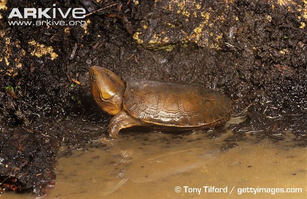 R&ugrave;a qu&aacute;i dị "đầu voi đu&ocirc;i chuột" kh&aacute;t m&aacute;u ở Việt Nam 8