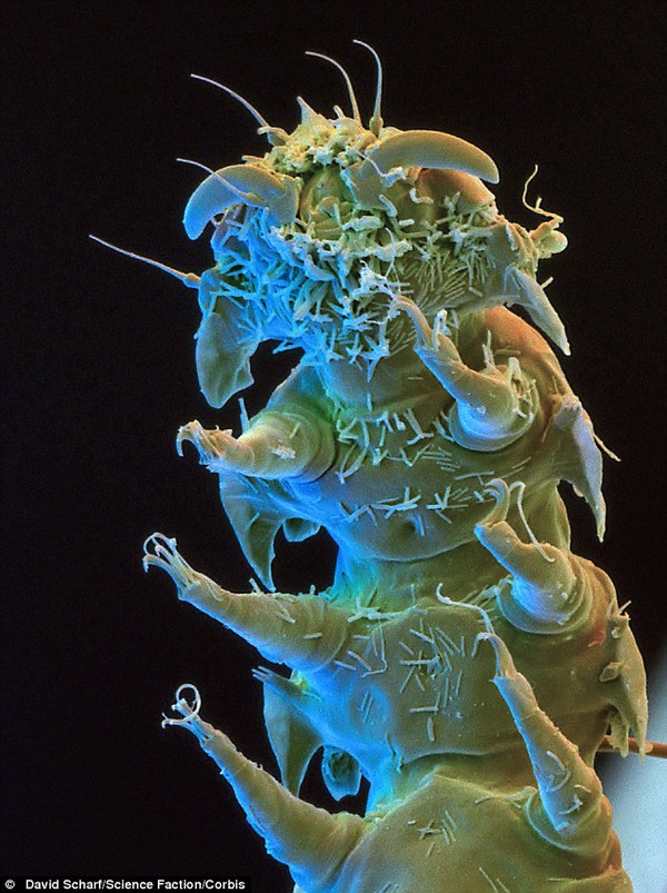 Sinh vật xấu x&iacute;, sống dai nhất tr&ecirc;n Tr&aacute;i đất 10