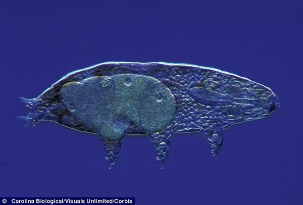 Sinh vật xấu x&iacute;, sống dai nhất tr&ecirc;n Tr&aacute;i đất 8