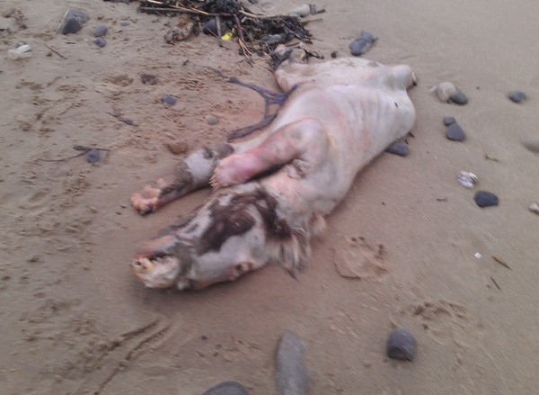 Sinh vật kỳ dị xuất hiện ở Anh quốc 2