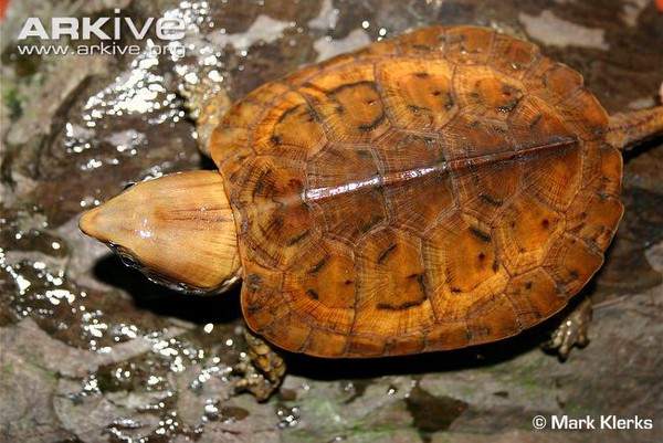 R&ugrave;a qu&aacute;i dị "đầu voi đu&ocirc;i chuột" kh&aacute;t m&aacute;u ở Việt Nam 2