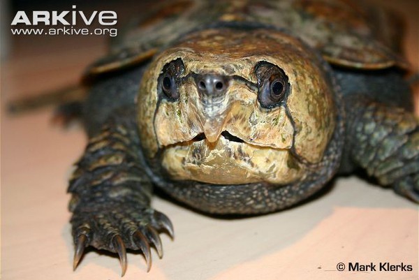 R&ugrave;a qu&aacute;i dị "đầu voi đu&ocirc;i chuột" kh&aacute;t m&aacute;u ở Việt Nam 3