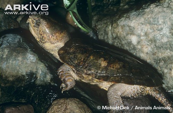 R&ugrave;a qu&aacute;i dị "đầu voi đu&ocirc;i chuột" kh&aacute;t m&aacute;u ở Việt Nam 5