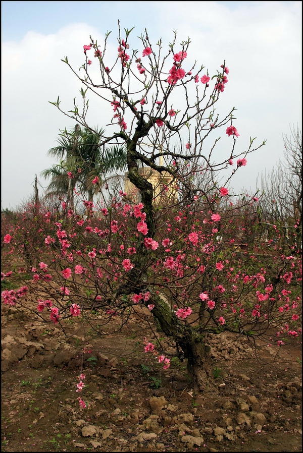 Đ&agrave;o cổ thụ, h&agrave;ng độc v&agrave; đắt 3