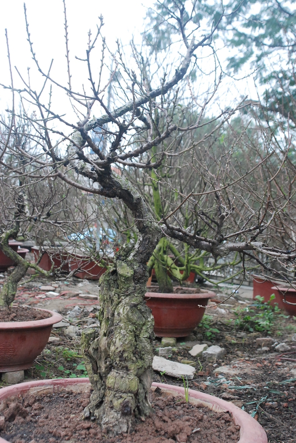 Đ&agrave;o cổ thụ, h&agrave;ng độc v&agrave; đắt 8