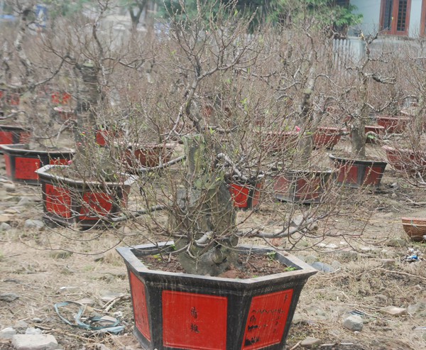 Đ&agrave;o cổ thụ, h&agrave;ng độc v&agrave; đắt 9