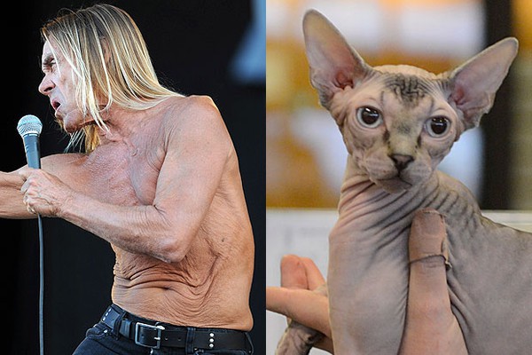 H&agrave;i hước khi sao bị so s&aacute;nh với c&aacute;c con vật dễ thương 10