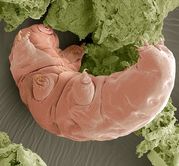 Sinh vật xấu x&iacute;, sống dai nhất tr&ecirc;n Tr&aacute;i đất 11