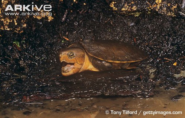 R&ugrave;a qu&aacute;i dị "đầu voi đu&ocirc;i chuột" kh&aacute;t m&aacute;u ở Việt Nam 10