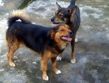 Thả r&ocirc;ng ch&oacute; nơi c&ocirc;ng cộng, phạt 500 ngh&igrave;n đồng 1