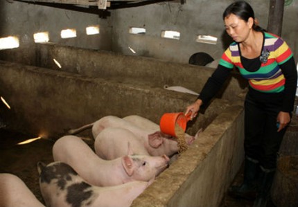 PGS Văn Như Cương: T&ocirc;i nu&ocirc;i lợn, tại sao cấm t&ocirc;i? 2