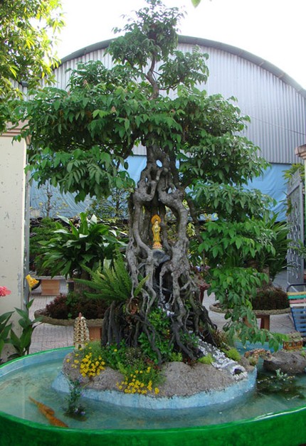 "Cho&aacute;ng" với c&acirc;y khế trăm tuổi gi&aacute; 350 triệu đồng 1