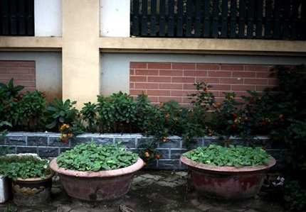 Độc đ&aacute;o nh&agrave; gi&agrave;u H&agrave; Nội biến chậu cảnh th&agrave;nh... vườn rau 8