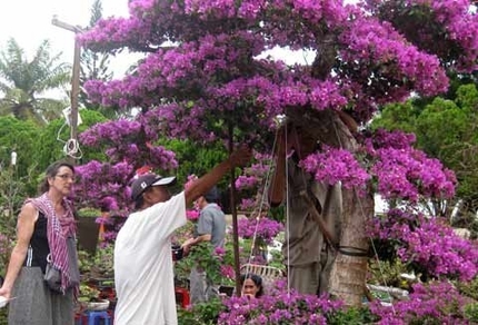 Giá gần 100 triệu cây hoa giấy hình ‘thác đổ’ hơn 50 tuổi 4