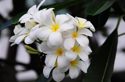 Ngắm những bông hoa tuyệt đẹp có công dụng trị bệnh không ngờ 15