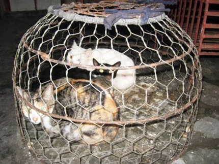 Mang bệnh dại v&igrave; thịt m&egrave;o Trung Quốc 1