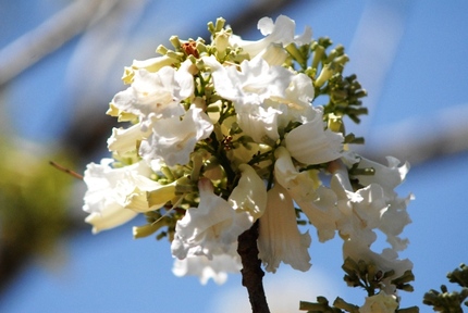 Chiêm ngưỡng cây hoa phượng trắng duy nhất Việt Nam 6