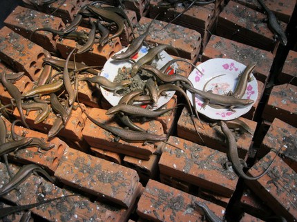 Đặc sản cường dương vừa ăn vừa chết khiếp 2