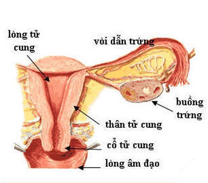 Những "thủ phạm" hủy hoại tử cung người phụ nữ 1 Những "thủ phạm" hủy hoại tử cung người phụ nữ 1