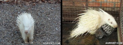 Đại gia Việt săn vật cưng bạch tạng gi&aacute; "khủng" để chơi 3