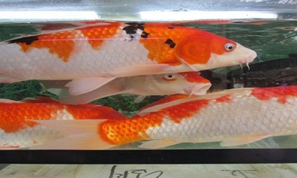 Mua cá chép tiền triệu thả sông 1 Mua cá chép tiền triệu thả sông 1