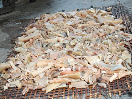 Gần Tết, giật m&igrave;nh đặc sản b&oacute;ng b&igrave; từ... b&igrave; lợn thối 1