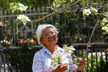 Chiêm ngưỡng cây hoa phượng trắng duy nhất Việt Nam 4