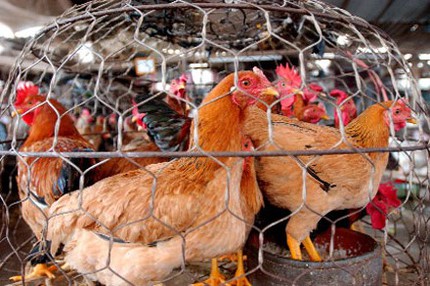 G&agrave; lậu "đi" bằng đường biển 1