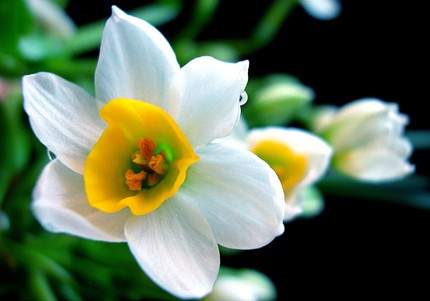 Ngắm những bông hoa tuyệt đẹp có công dụng trị bệnh không ngờ 8