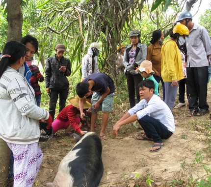 B&aacute;c tin đồn &ldquo;heo biết kh&oacute;c, biết lạy&rdquo; 1