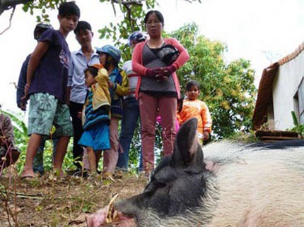 Đổ x&ocirc; đi xem heo 4 nanh ở Kh&aacute;nh H&ograve;a 1