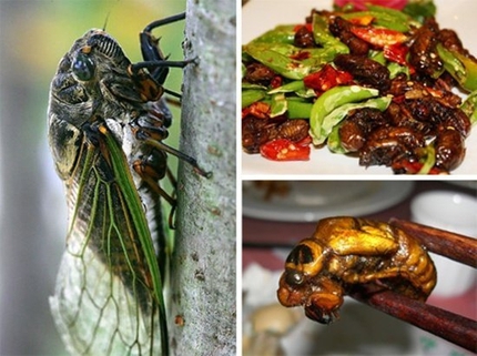 Kinh h&atilde;i ấu tr&ugrave;ng tẩm bổ, cường dương 6