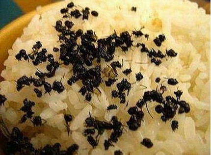 Kinh h&atilde;i ấu tr&ugrave;ng tẩm bổ, cường dương 7