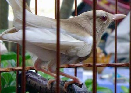 Đại gia Việt săn vật cưng bạch tạng gi&aacute; "khủng" để chơi 10